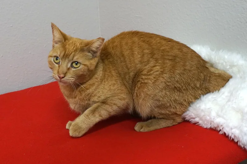 A young medium-sized female Domestic Short Hair cat named Ms Belvedere for adoption in Fountain Hills, AZ