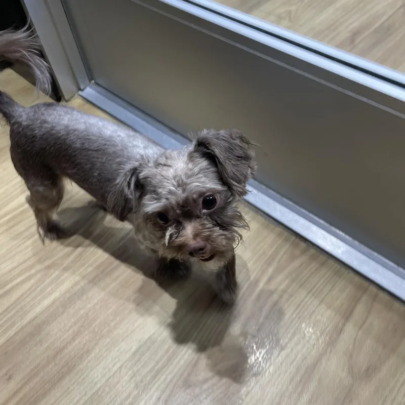 An adult small-sized female Brown / Chocolate Mixed Breed dog named Walrus for adoption in Philadelphia, PA