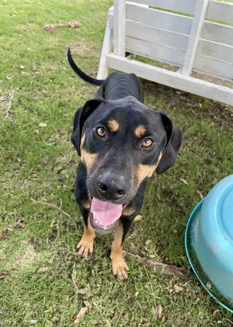 An adult large-sized male Doberman Pinscher dog named Max for adoption in Sugar Land, TX