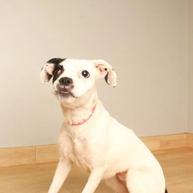 A young small-sized female White / Cream Boston Terrier dog named River D for adoption in Minnetonka, MN