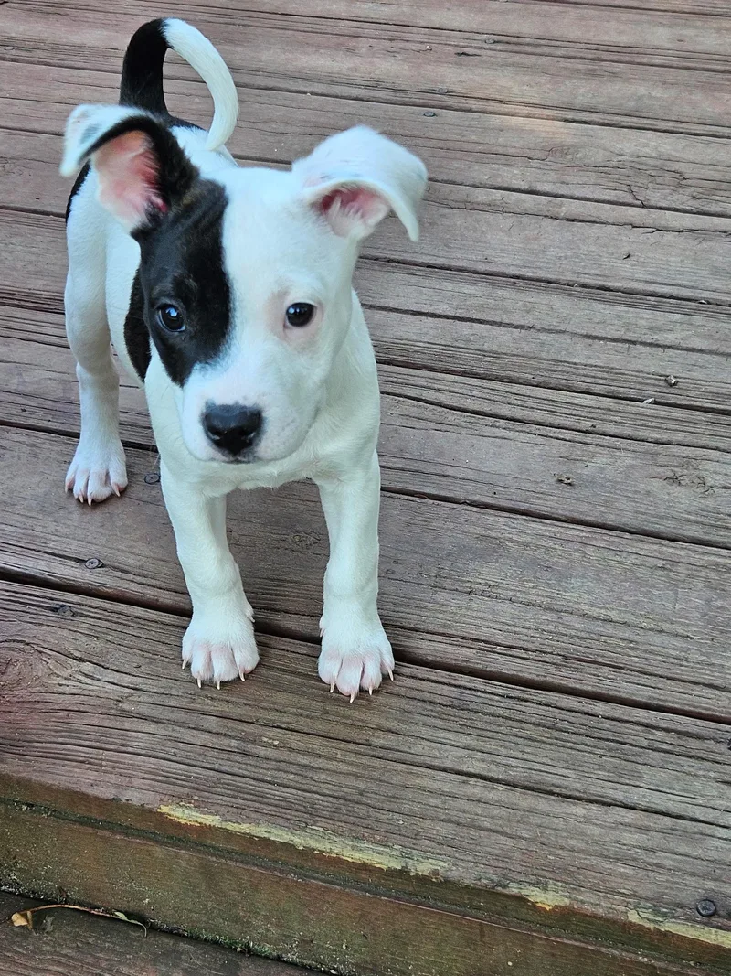 A baby small-sized female American Staffordshire Terrier dog named Darla for adoption in Winder, GA