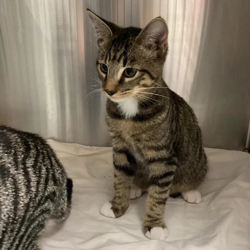 A young small-sized male Brown / Chocolate Domestic Short Hair cat named Cheddar for adoption in Tampa, FL