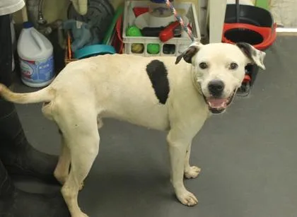 A baby medium-sized male Terrier dog named Prince for adoption in Picayune, MS