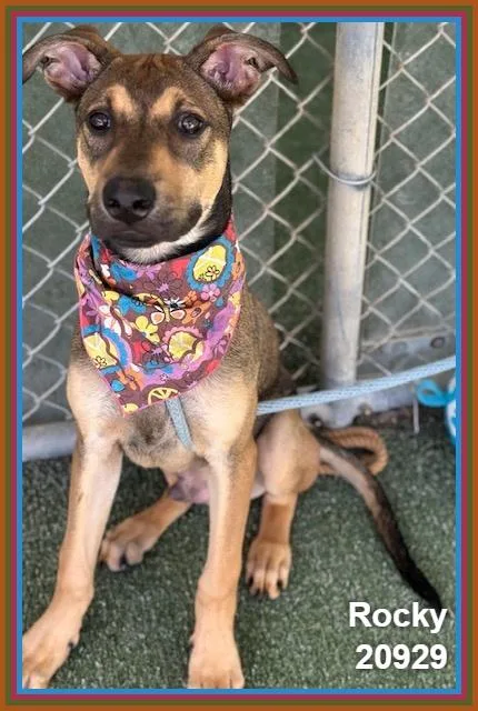 A baby medium-sized male Tricolor (Brown, Black, & White) Belgian Shepherd / Malinois dog named Rocky for adoption in Marietta, GA