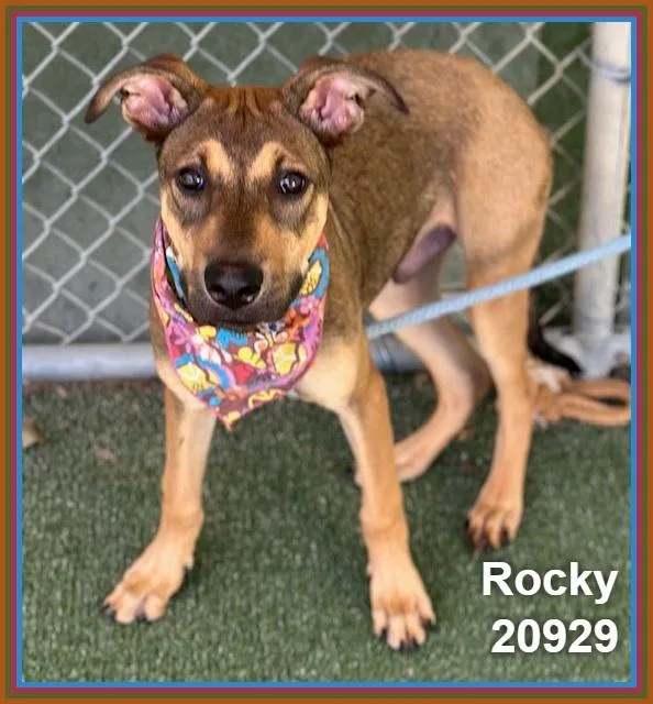 Rocky thumbnail 2