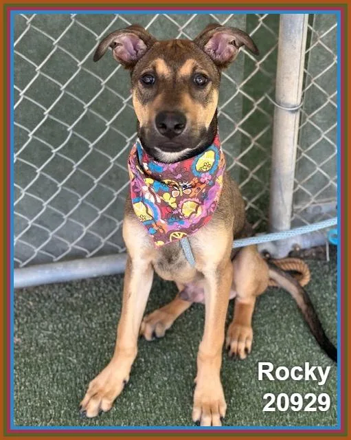 Rocky thumbnail 3