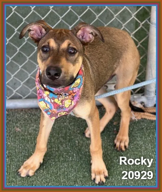 Rocky thumbnail 5