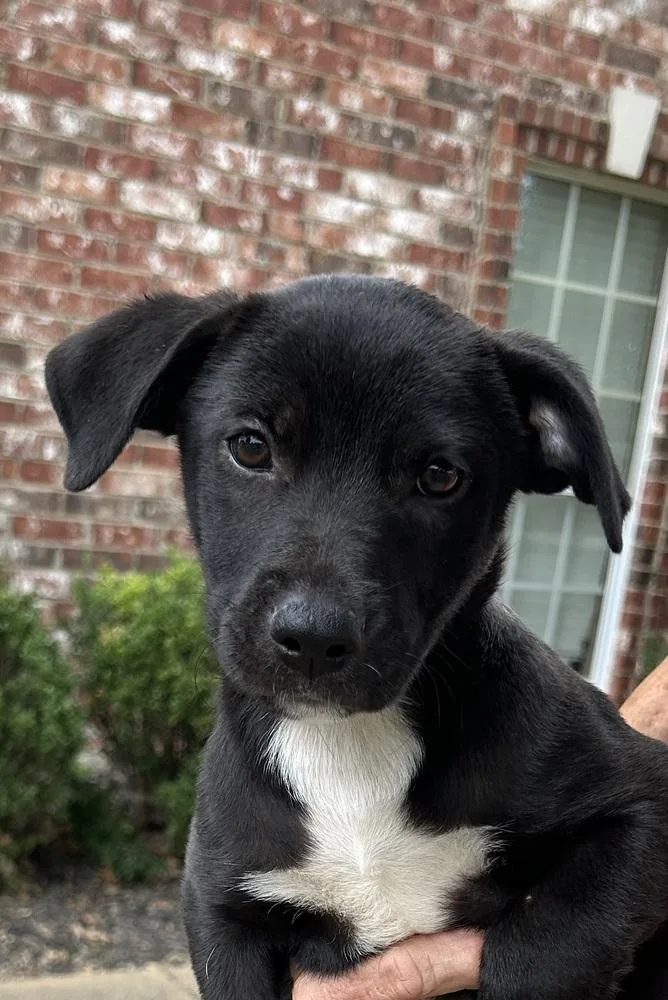 A baby large-sized female Tricolor (Brown, Black, & White) Labrador Retriever dog named Daisy Dukes of for adoption in Horn Lake, MS