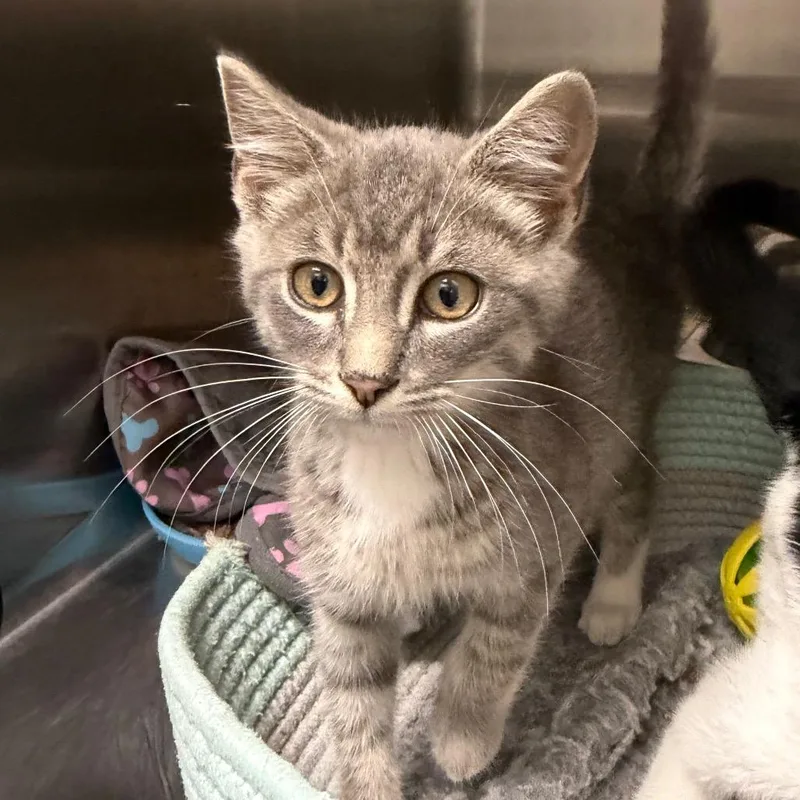 A baby small-sized male Gray / Blue / Silver Domestic Short Hair cat named Tom for adoption in Blairsville, GA
