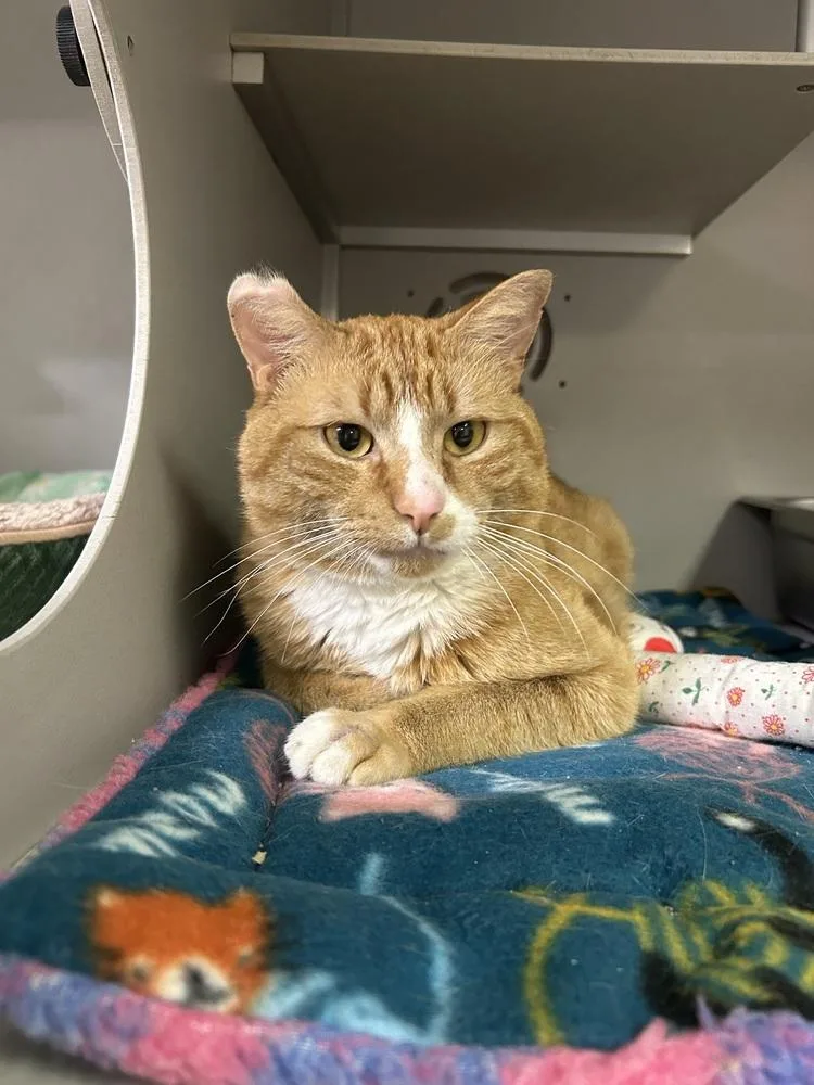 An adult medium-sized male Tabby (Orange / Red) Domestic Short Hair cat named Jonny for adoption in Anoka, MN