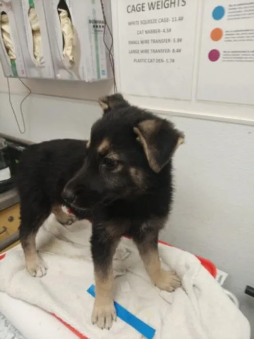 A baby small-sized female Siberian Husky dog named Pinto for adoption in Los Angeles, CA