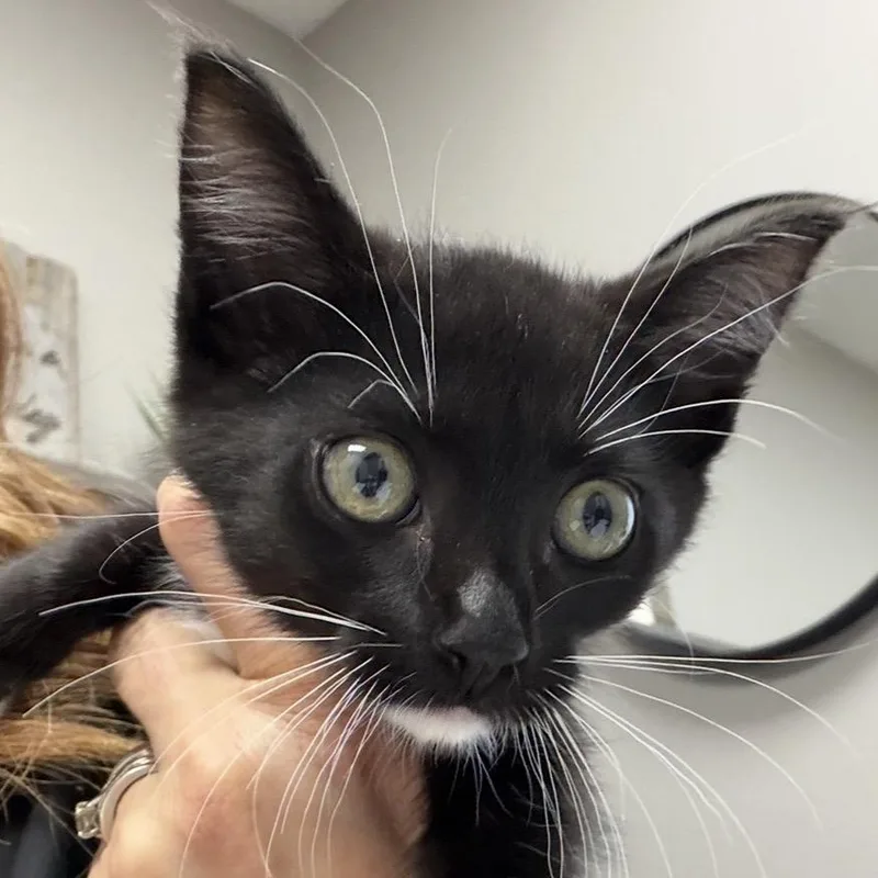 A baby small-sized female Black Domestic Short Hair cat named Ashley for adoption in Midland, TX
