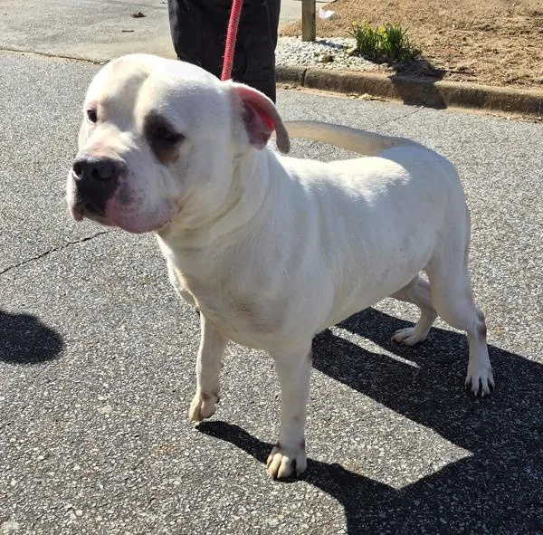 Pen C Gibson thumbnail 2