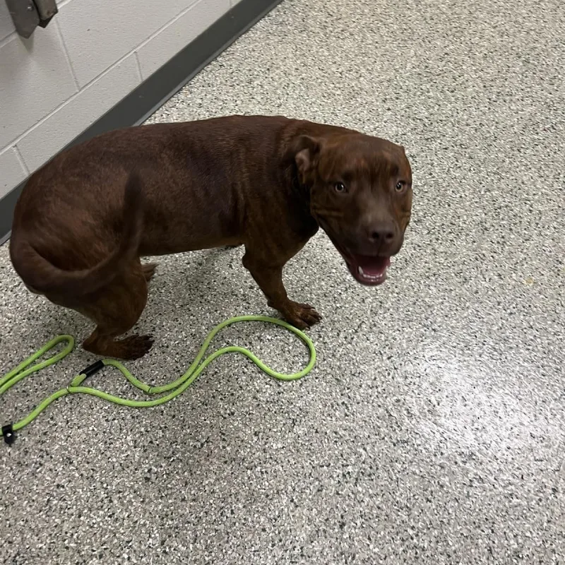 A young medium-sized female Red / Chestnut / Orange Pit Bull Terrier dog named Jackie for adoption in Cedar Rapids, IA