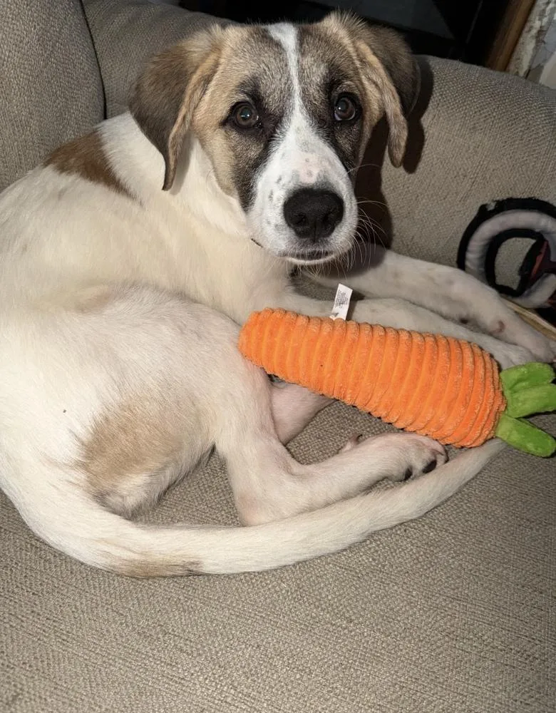 Carrot