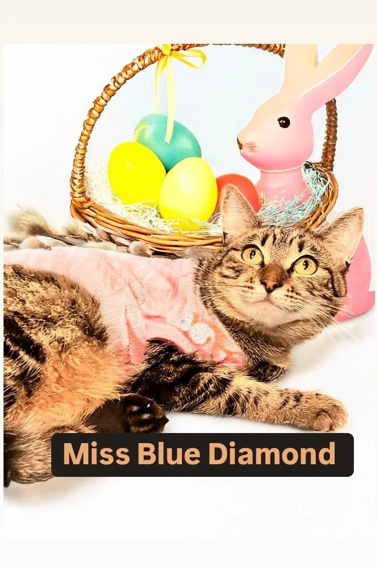 Miss Blue Diamond At