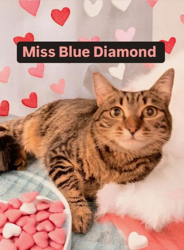 Miss Blue Diamond At thumbnail 2