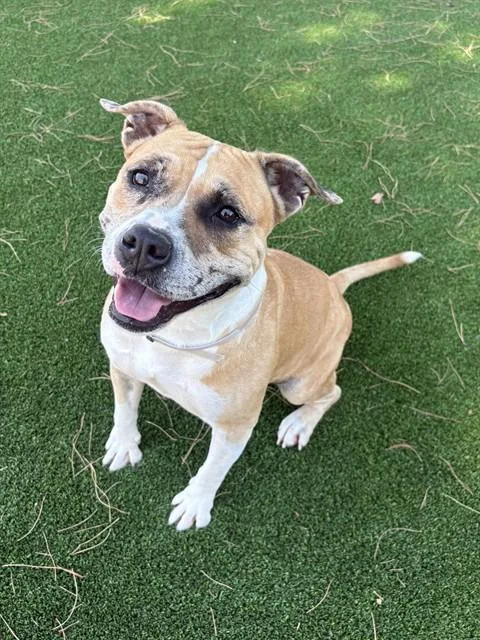 An adult large-sized female Pit Bull Terrier dog named Gladys for adoption in Castaic, CA