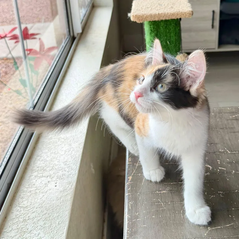 PURRpetua