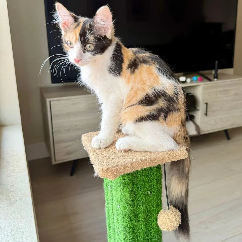 PURRpetua thumbnail 2