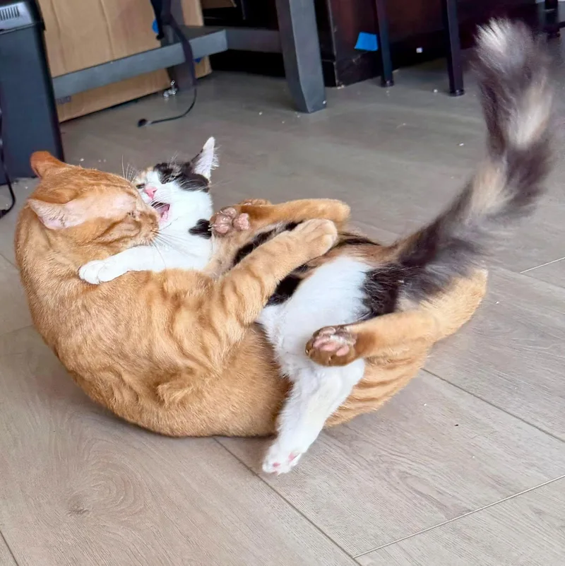 PURRpetua thumbnail 3