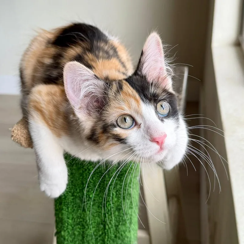 PURRpetua thumbnail 4