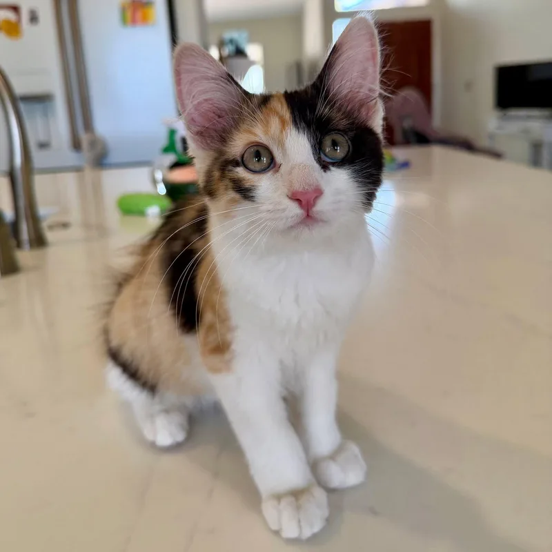 PURRpetua thumbnail 5