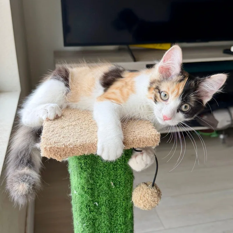 PURRpetua thumbnail 6