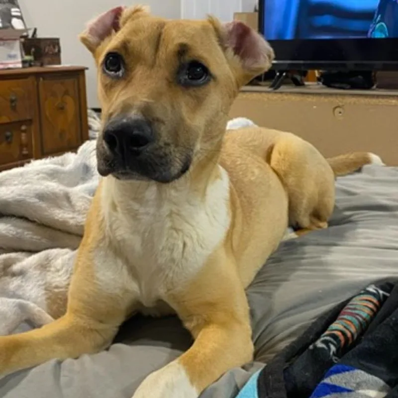 A baby large-sized female Yellow / Tan / Blond / Fawn Black Mouth Cur dog named Maria for adoption in Andover, MA