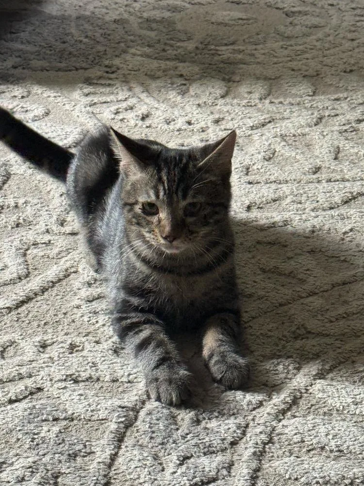 A baby small-sized male Tabby (Brown / Chocolate) Domestic Short Hair cat named Sunny for adoption in West Mifflin, PA