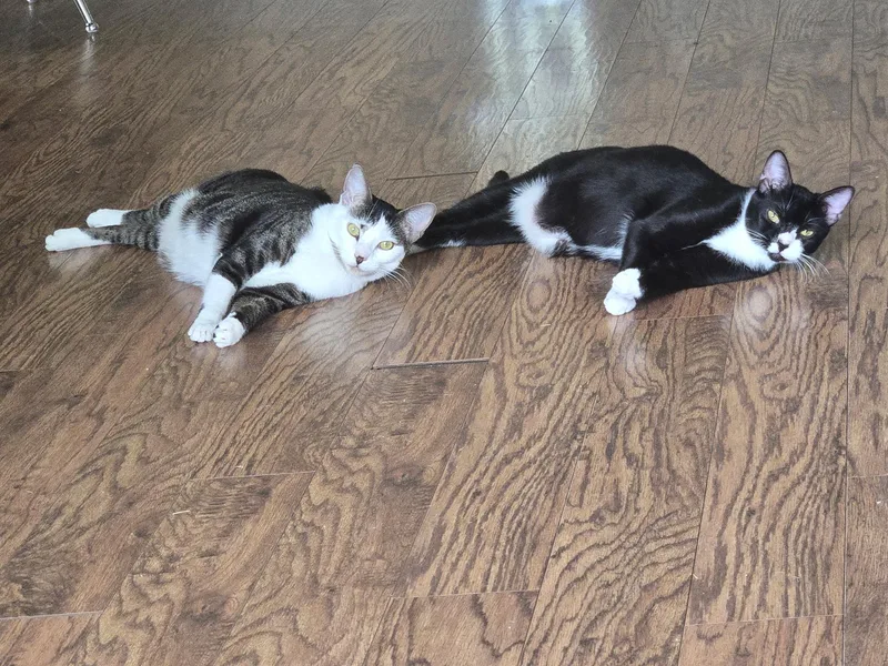 An adult medium-sized female Black & White / Tuxedo Domestic Short Hair cat named Cookie & Cupcake for adoption in Parkland, FL