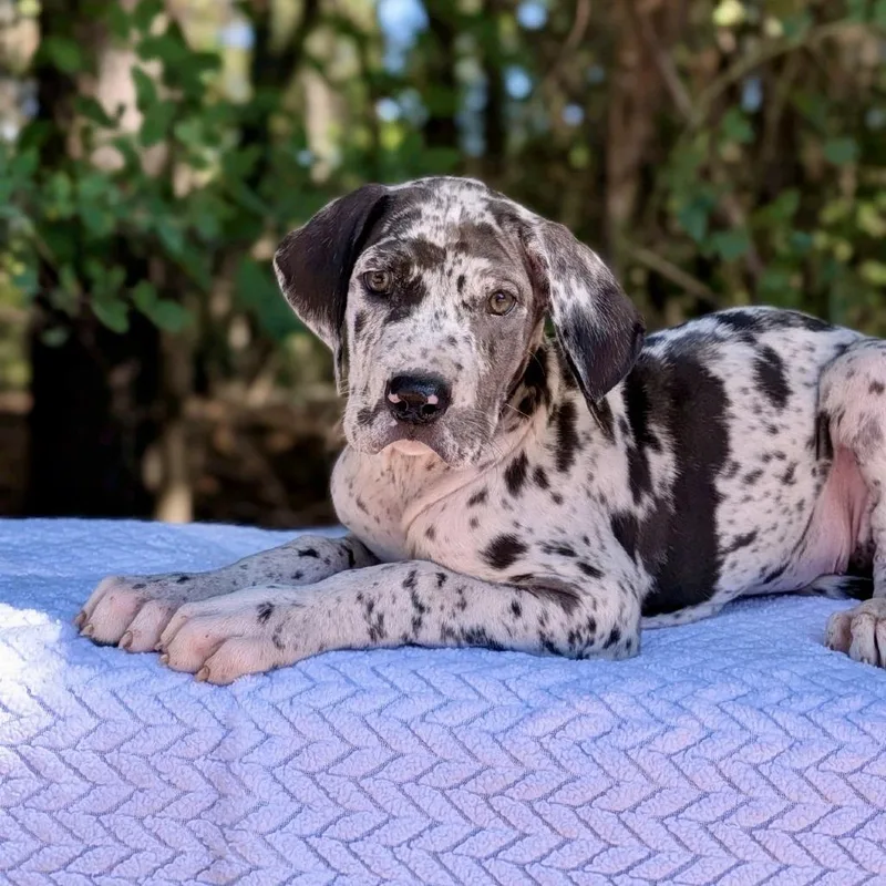 A baby large-sized female Gray / Blue / Silver Great Dane dog named Boo for adoption in Tyrone, GA