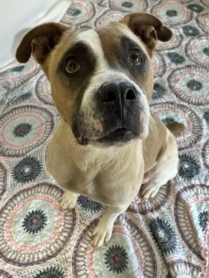 An adult medium-sized female White / Cream Mixed Breed dog named Xena for adoption in Chickasha, OK
