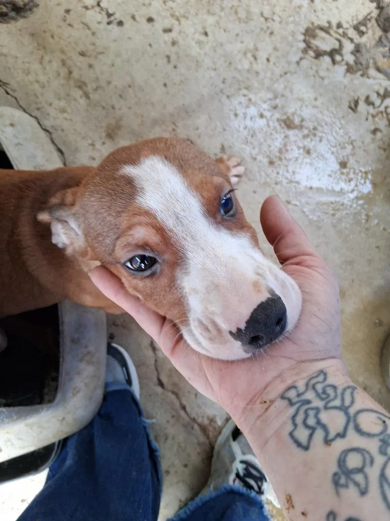 A baby small-sized male Terrier dog named April for adoption in Brownwood, TX