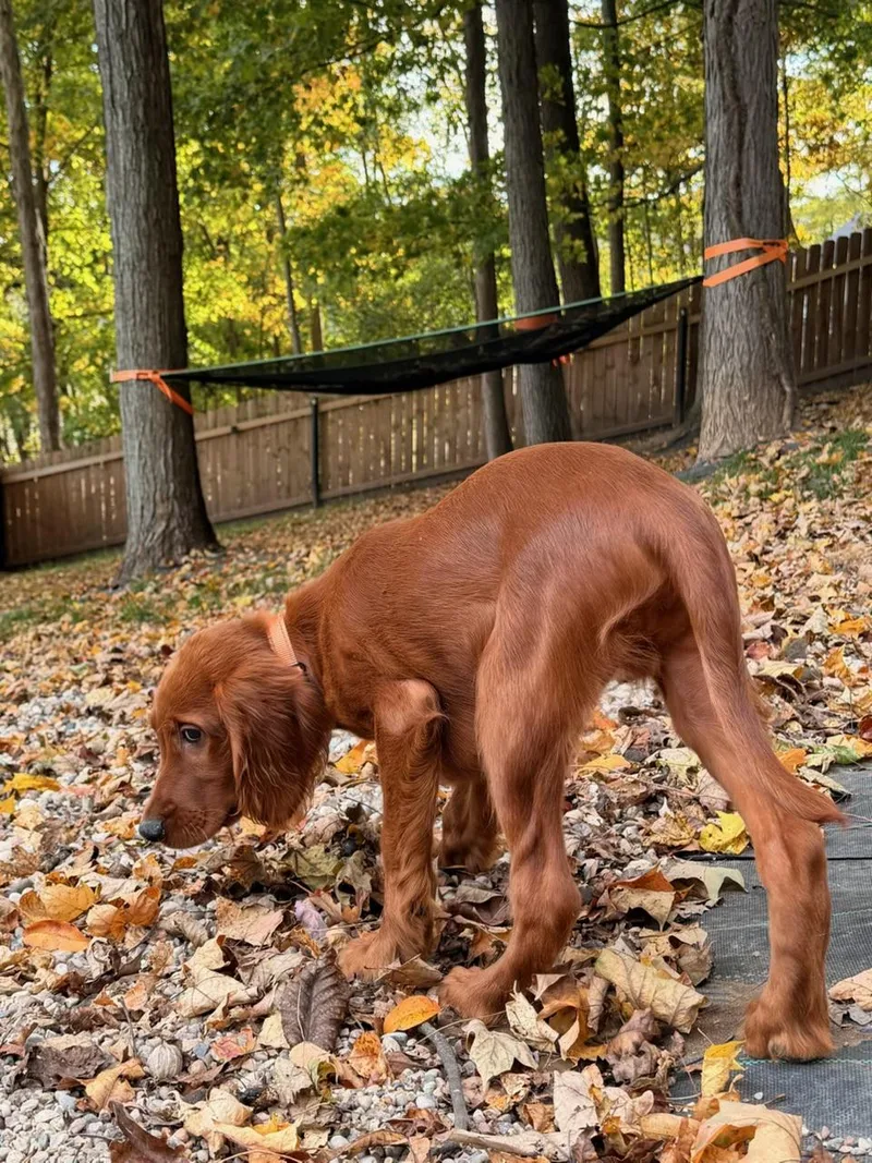 A baby large-sized male Red / Chestnut / Orange Irish Setter dog named Oakley for adoption in North Freedom, WI