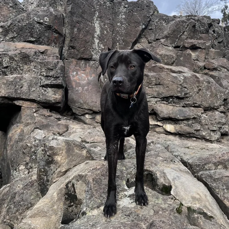 An adult medium-sized male Black Labrador Retriever dog named Moki for adoption in Bend, OR