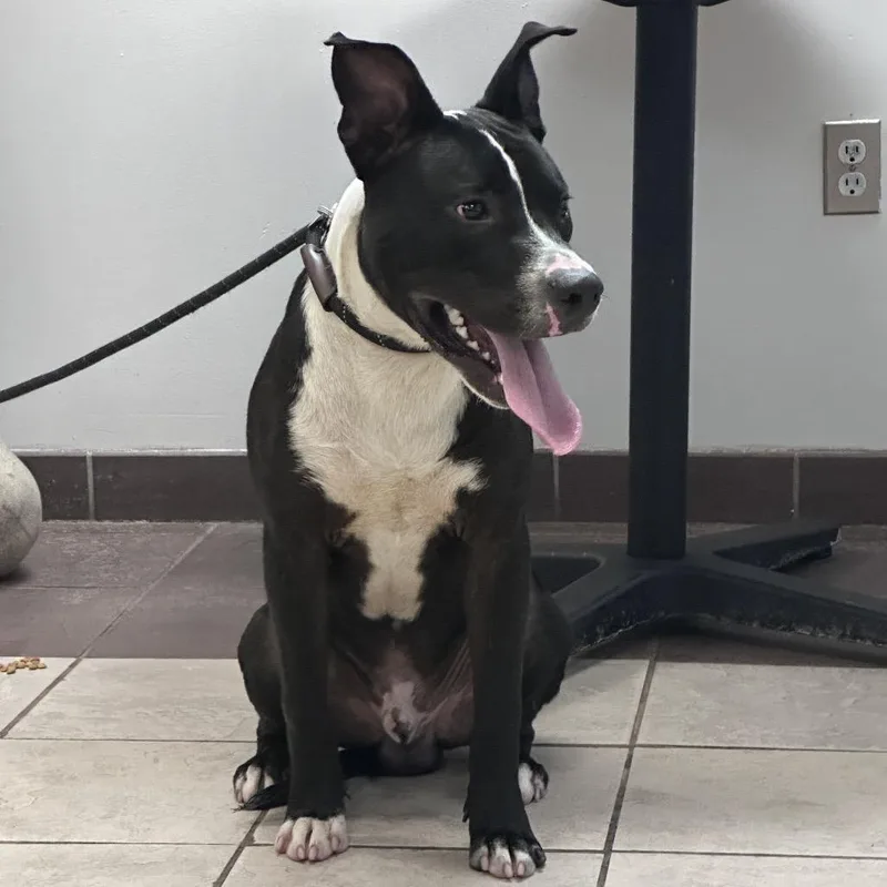 An adult large-sized male Black Mixed Breed dog named StrayBuenaVistaRoad for adoption in Columbus, GA