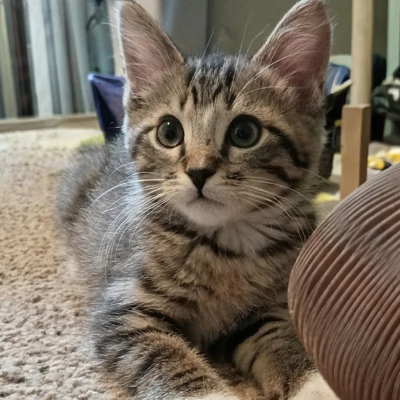 A baby small-sized male Brown / Chocolate Domestic Short Hair cat named Vito for adoption in Carmel, IN