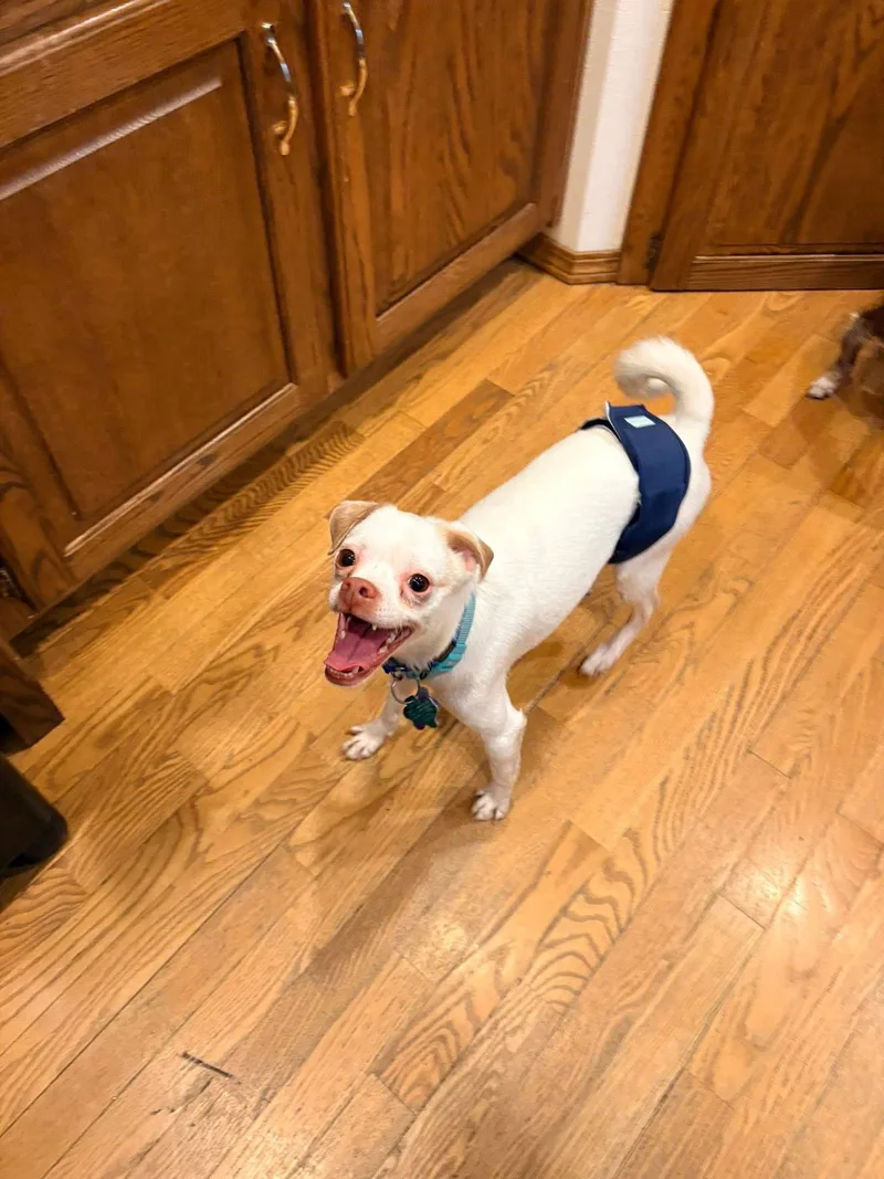 An adult small-sized male Chihuahua dog named Enzo for adoption in New London, WI