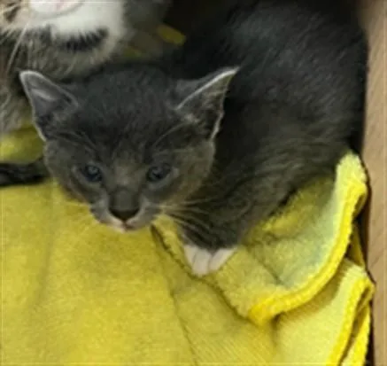 A baby small-sized female Domestic Short Hair cat named Grizzy for adoption in Van Nuys, CA