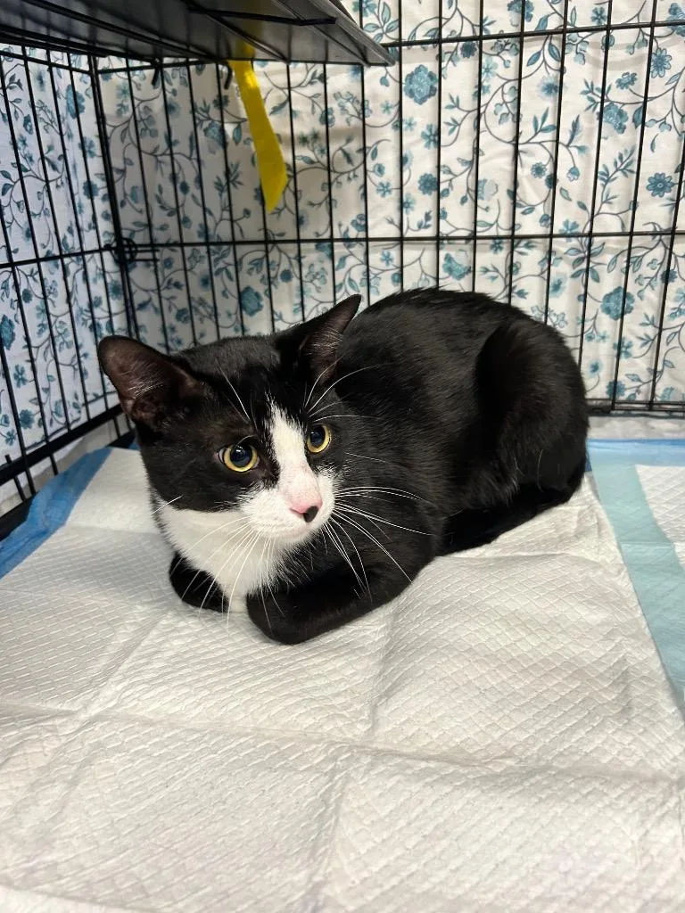 A young medium-sized male Domestic Short Hair cat named Jack for adoption in Mineral, VA