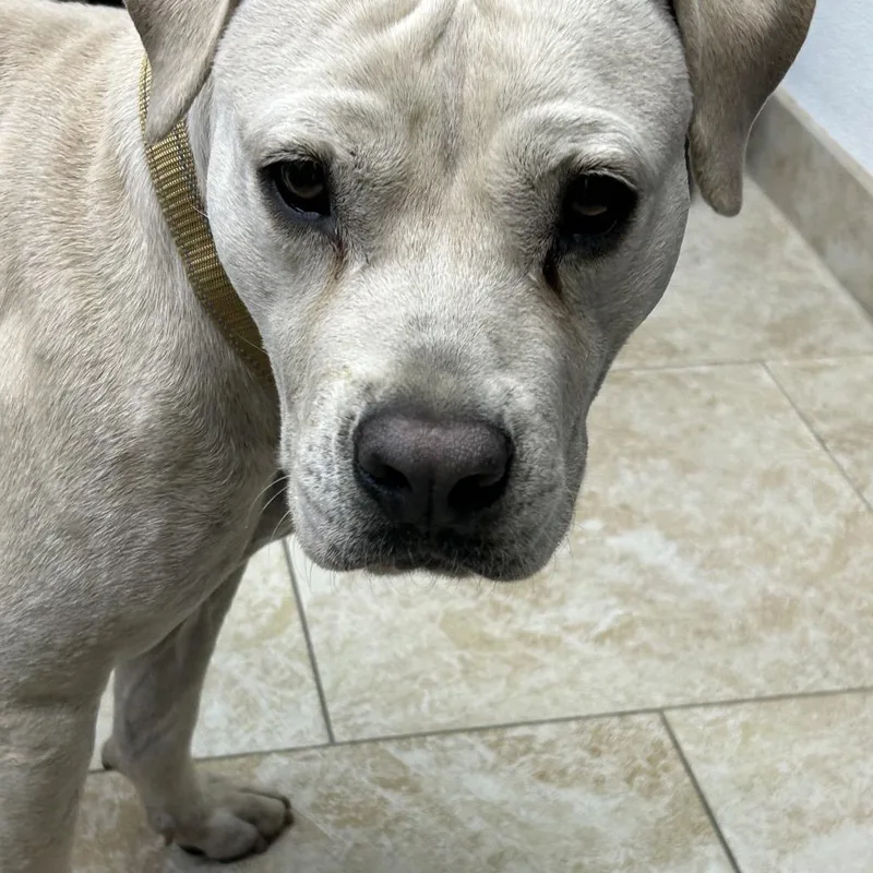 An adult medium-sized female White / Cream Pit Bull Terrier dog named Lucy for adoption in Galveston, TX