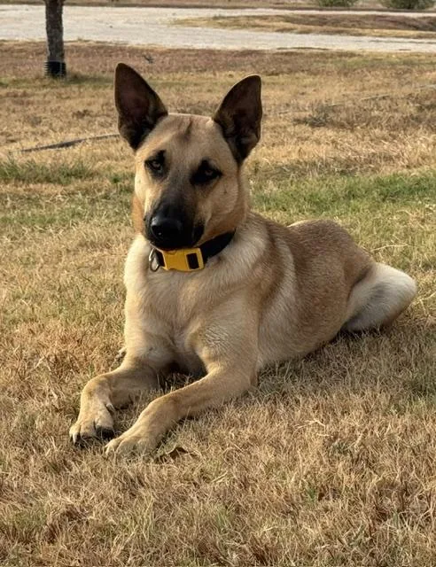 A young medium-sized male Black Belgian Shepherd / Malinois dog named Chandler for adoption in Temple, TX