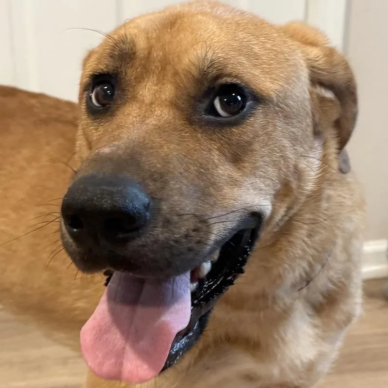 An adult medium-sized male Yellow / Tan / Blond / Fawn Catahoula Leopard Dog dog named Midas for adoption in Kansas City, MO