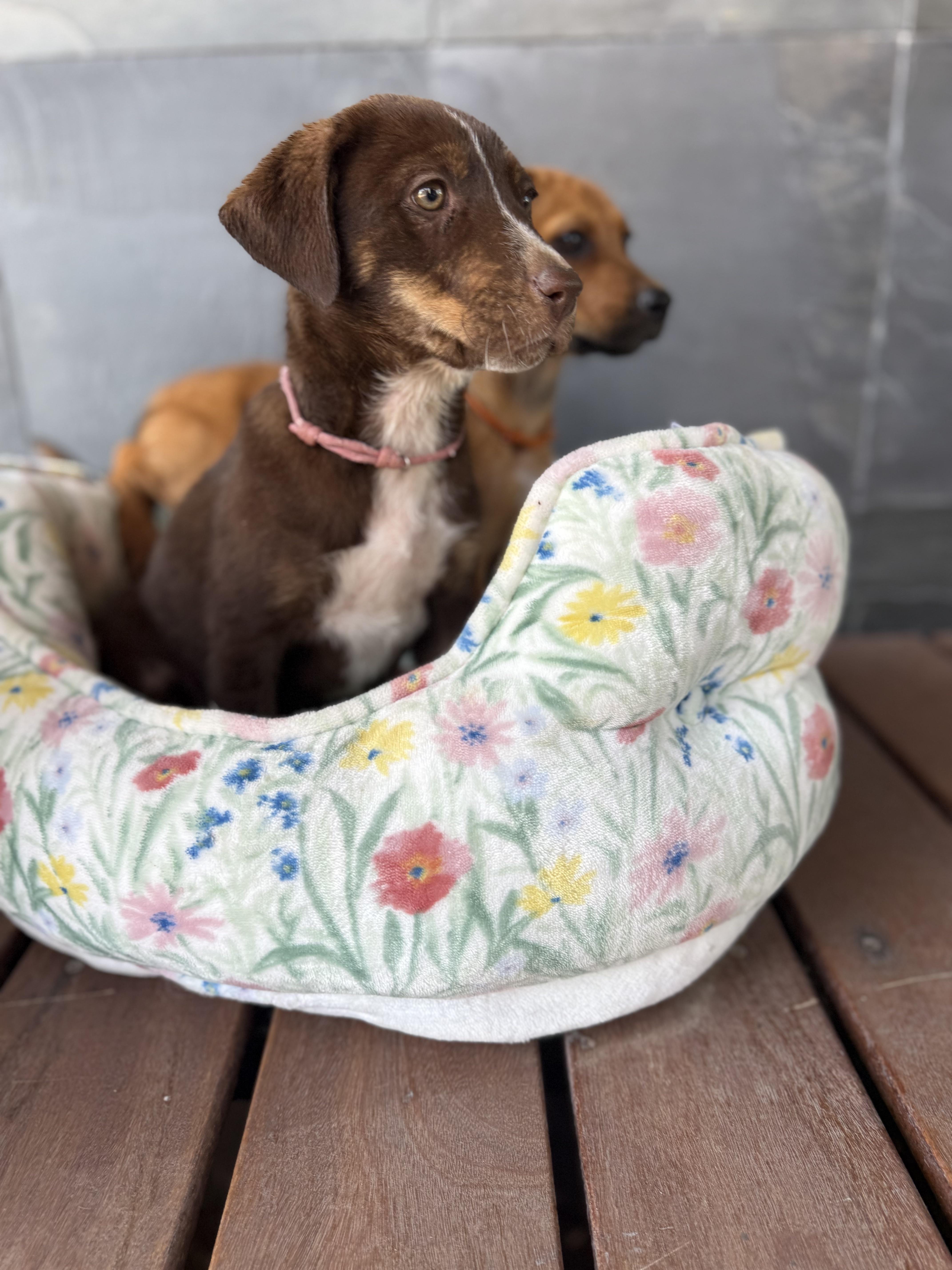A baby large-sized female Brown / Chocolate Mixed Breed dog named Mia for adoption in Austin, TX