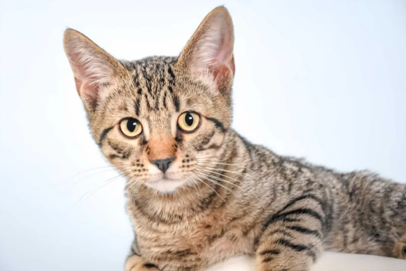 A baby small-sized male Domestic Short Hair cat named Dumpling for adoption in Loveland, CO