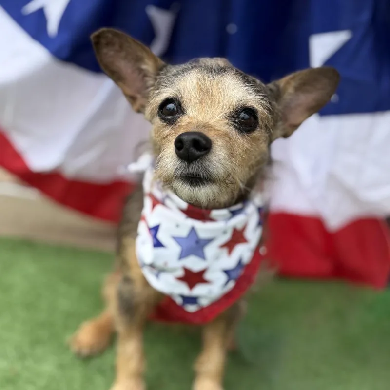 A senior small-sized female Black Yorkshire Terrier dog named Janice for adoption in Bessemer, AL
