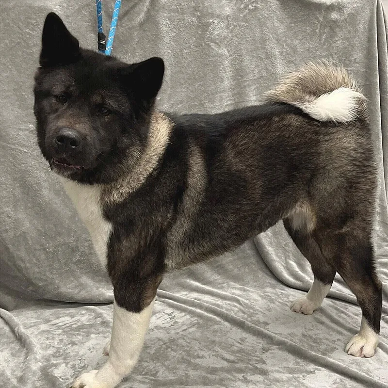 An adult medium-sized male Akita dog named Kuma for adoption in Pleasantville, NJ