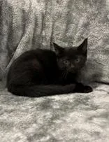 A young medium-sized male Domestic Short Hair cat named Stubby for adoption in Buffalo, MN