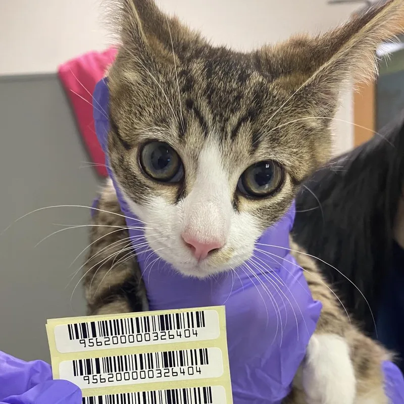 A young small-sized female Brown / Chocolate Domestic Short Hair cat named Shock for adoption in Charleston, WV
